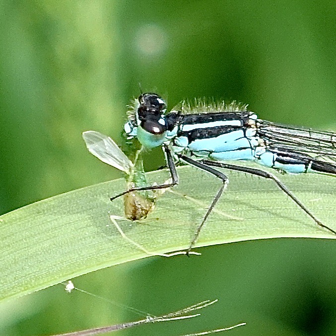 blue-tailed damselfly
